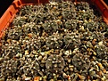 Нажмите на изображение для увеличения.

Название:	Gymnocalycium_riojense_v_guasayanense_STO273.jpg
Просмотров:	200
Размер:	142.5 Кб
ID:	328004