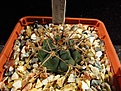 Нажмите на изображение для увеличения.

Название:	Gymnocalycium_tillianum_VG643.jpg
Просмотров:	198
Размер:	109.6 Кб
ID:	328057