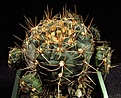 Нажмите на изображение для увеличения.

Название:	Gymnocalycium_andreae.jpg
Просмотров:	225
Размер:	100.6 Кб
ID:	328058