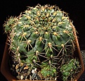 Нажмите на изображение для увеличения.

Название:	Gymnocalycium_baldianum.jpg
Просмотров:	195
Размер:	132.9 Кб
ID:	328059