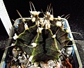 Нажмите на изображение для увеличения.

Название:	Gymnocalycium_friedrichii.jpg
Просмотров:	230
Размер:	98.9 Кб
ID:	328060