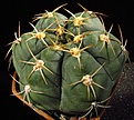 Нажмите на изображение для увеличения.

Название:	Gymnocalycium_horstii.jpg
Просмотров:	238
Размер:	96.5 Кб
ID:	328061