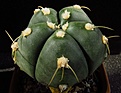 Нажмите на изображение для увеличения.

Название:	Gymnocalycium_horstii1.jpg
Просмотров:	203
Размер:	64.5 Кб
ID:	328062