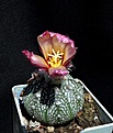 Нажмите на изображение для увеличения.

Название:	Astrophytum asterias fa_7y_8.12.JPG
Просмотров:	147
Размер:	133.1 Кб
ID:	328069