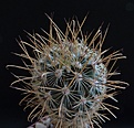 Нажмите на изображение для увеличения.

Название:	Ancistrocactus scheeri MG-9.JPG
Просмотров:	152
Размер:	237.6 Кб
ID:	328070