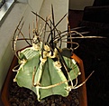 Нажмите на изображение для увеличения.

Название:	Astrophytum_crassispinum_Taiho.jpg
Просмотров:	135
Размер:	54.3 Кб
ID:	328074