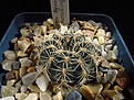 Нажмите на изображение для увеличения.

Название:	Gymnocalycium_bruchii_P506.jpg
Просмотров:	158
Размер:	101.4 Кб
ID:	328089