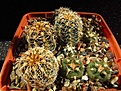 Нажмите на изображение для увеличения.

Название:	Gymnocalycium_papschii_WP111.jpg
Просмотров:	165
Размер:	133.9 Кб
ID:	328090