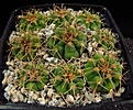 Нажмите на изображение для увеличения.

Название:	Gymnocalycium_mostii_v_genseri_VG341a.jpg
Просмотров:	200
Размер:	120.4 Кб
ID:	328091