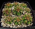 Нажмите на изображение для увеличения.

Название:	Gymnocalycium_mostii_v_genseri_VG341a.jpg
Просмотров:	157
Размер:	120.4 Кб
ID:	328091