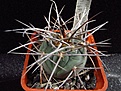 Нажмите на изображение для увеличения.

Название:	Gymnocalycium_cardenasianum.jpg
Просмотров:	188
Размер:	102.9 Кб
ID:	328092