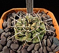 Нажмите на изображение для увеличения.

Название:	Gymnocalycium_knollii_WO66.jpg
Просмотров:	252
Размер:	110.5 Кб
ID:	328093