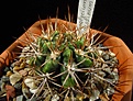 Нажмите на изображение для увеличения.

Название:	Gymnocalycium_horridispinum.jpg
Просмотров:	191
Размер:	90.4 Кб
ID:	328162