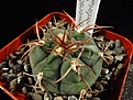 Нажмите на изображение для увеличения.

Название:	Gymnocalycium_nigriareolatum_v_simoi_P39.jpg
Просмотров:	200
Размер:	98.5 Кб
ID:	328163