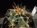 Нажмите на изображение для увеличения.

Название:	Gymnocalycium_kieslingii_v_alboareolatum_SL89A.jpg
Просмотров:	196
Размер:	99.7 Кб
ID:	328164