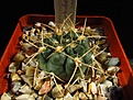 Нажмите на изображение для увеличения.

Название:	Gymnocalycium_neuhuberi_VS7.jpg
Просмотров:	190
Размер:	97.0 Кб
ID:	328165