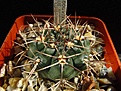 Нажмите на изображение для увеличения.

Название:	Gymnocalycium_neuhuberi_VS7_1.jpg
Просмотров:	196
Размер:	107.5 Кб
ID:	328166