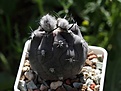 Нажмите на изображение для увеличения.

Название:	Eriosyce_Pyrrhocactus_vertongenii_N1_posev3-2011_08.2012_2_800.jpg
Просмотров:	138
Размер:	201.9 Кб
ID:	328216