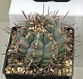 Нажмите на изображение для увеличения.

Название:	Demin_Telocactus_hexaedrophorus_IMG_4215.jpg
Просмотров:	149
Размер:	136.8 Кб
ID:	328246