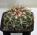 Нажмите на изображение для увеличения.

Название:	Demin_Telocactus_hexaedrophorus_lloydii_IMG_4214.jpg
Просмотров:	155
Размер:	129.8 Кб
ID:	328247