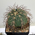 Нажмите на изображение для увеличения.

Название:	Ivanov_Gymnocalycium_spegazzinii_horizonthalonium_VG629_IMG_4264.jpg
Просмотров:	152
Размер:	118.8 Кб
ID:	328252