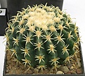 Нажмите на изображение для увеличения.

Название:	Serovaysky_Echinocactus_grusonii_cv_IMG_4276.jpg
Просмотров:	148
Размер:	163.2 Кб
ID:	328260