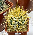 Нажмите на изображение для увеличения.

Название:	My_Ferocactus_chrysacanthus_L010_IMG_4299.jpg
Просмотров:	139
Размер:	163.0 Кб
ID:	328266