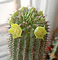 Нажмите на изображение для увеличения.

Название:	hoodia_flava.jpg
Просмотров:	234
Размер:	242.1 Кб
ID:	328272