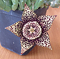 Нажмите на изображение для увеличения.

Название:	orbea_variegata.jpg
Просмотров:	233
Размер:	272.4 Кб
ID:	328274
