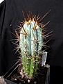 Нажмите на изображение для увеличения.

Название:	Azureocereus hertlingianus_8y_8.12.JPG
Просмотров:	141
Размер:	109.3 Кб
ID:	328282