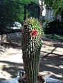 Нажмите на изображение для увеличения.

Название:	hoodia_pilifera.jpg
Просмотров:	229
Размер:	61.4 Кб
ID:	328283