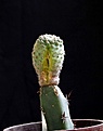 Нажмите на изображение для увеличения.

Название:	Pediocactus paradinei SB502_3y_9.12.jpg
Просмотров:	144
Размер:	59.6 Кб
ID:	328300