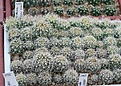 Нажмите на изображение для увеличения.

Название:	IMG_9060.jpg
Просмотров:	164
Размер:	253.0 Кб
ID:	328401
