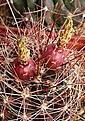 Нажмите на изображение для увеличения.

Название:	Ferocactus_hamatacanthus_IMG_9209.jpg
Просмотров:	222
Размер:	170.3 Кб
ID:	328444