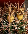 Нажмите на изображение для увеличения.

Название:	Ferocactus_fordii_IMG_9213.jpg
Просмотров:	219
Размер:	130.1 Кб
ID:	328445