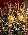 Нажмите на изображение для увеличения.

Название:	Ferocactus_fordii_IMG_9213.jpg
Просмотров:	196
Размер:	130.1 Кб
ID:	328445