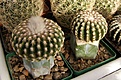 Нажмите на изображение для увеличения.

Название:	Discocactus.jpg
Просмотров:	360
Размер:	79.7 Кб
ID:	328456