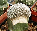 Нажмите на изображение для увеличения.

Название:	Astrophytum.jpg
Просмотров:	209
Размер:	52.1 Кб
ID:	328478
