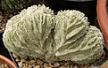 Нажмите на изображение для увеличения.

Название:	Astrophytum.jpg
Просмотров:	208
Размер:	88.5 Кб
ID:	328479