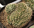 Нажмите на изображение для увеличения.

Название:	Echinopsis.jpg
Просмотров:	188
Размер:	100.9 Кб
ID:	328480