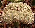 Нажмите на изображение для увеличения.

Название:	Gymnocalycium platygonum.jpg
Просмотров:	169
Размер:	91.1 Кб
ID:	328485