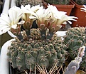 Нажмите на изображение для увеличения.

Название:	Gymnocalycium quehlianum.jpg
Просмотров:	180
Размер:	68.7 Кб
ID:	328486