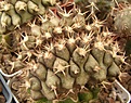 Нажмите на изображение для увеличения.

Название:	Gymnocalycium schickendantzii.jpg
Просмотров:	166
Размер:	95.8 Кб
ID:	328488