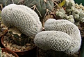 Нажмите на изображение для увеличения.

Название:	Mammillaria egregia.jpg
Просмотров:	177
Размер:	92.5 Кб
ID:	328492