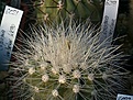 Нажмите на изображение для увеличения.

Название:	Copiapoa_krainziana_IMG_9256.jpg
Просмотров:	513
Размер:	184.3 Кб
ID:	328539
