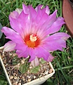 Нажмите на изображение для увеличения.

Название:	Thelo.bicolor-1.jpg
Просмотров:	103
Размер:	98.8 Кб
ID:	328567