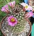Нажмите на изображение для увеличения.

Название:	Mamm.blossfeldiana.jpg
Просмотров:	158
Размер:	158.1 Кб
ID:	328578