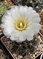 Нажмите на изображение для увеличения.

Название:	Gymn.gibbosum.nobile.jpg
Просмотров:	147
Размер:	82.7 Кб
ID:	328583