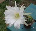 Нажмите на изображение для увеличения.

Название:	Echinopsis.jpg
Просмотров:	153
Размер:	101.1 Кб
ID:	328601