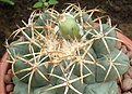 Нажмите на изображение для увеличения.

Название:	Coryph-10.jpg
Просмотров:	150
Размер:	137.6 Кб
ID:	328632